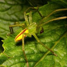 Osmoočko smaragdové