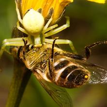 Kvetárik dvojtvarý s včelou