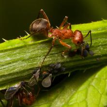 Mravce lesné a vošky