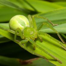 Osmoočko smaragdové