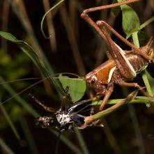 Kobylka hnedkastá po zvlečení
