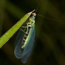 Zlatoočka škvrnitá