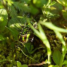 Šidlo modré - samička pri kladení vajíčok