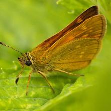 Súmračník čiarkovaný