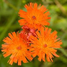 Chlpánik oranžový