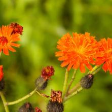 Chlpánik oranžový