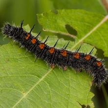 Húsenica babôčky osikovej