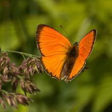 Ohniváčik zlatobyľový