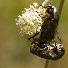 Zlatone pri kopulácii