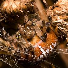 križiak štvorškvyrný