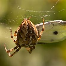 Križiak štvorškvrný