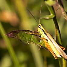 Koník CHrysochraon dispar