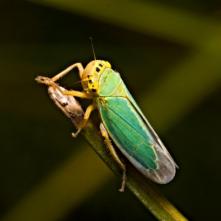 Cikádka zelená