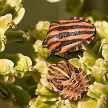 Bzdocha červenočierna a bzdocha pásaca Graphosoma italicum