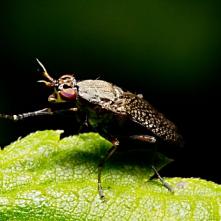 Coromacera  marginata