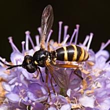 Conops quadifasiatus