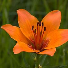 Ľalia cibuľkonosná