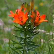 Ľalia cibuľkonosná