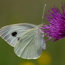 Mlynárik kapustový