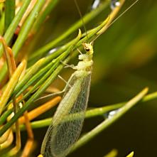 Zlatoočka obyčajná