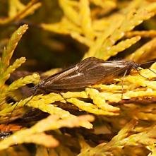 Párik potočníkov pri kopulácii.