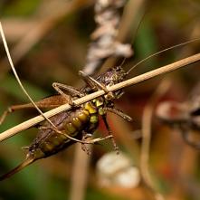 Kobylôčka trávová