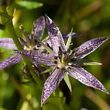 Kropenáč vytrvalý