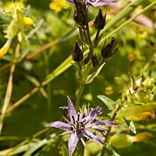 Kropenáč vytrvalý