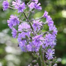 Mliečivec alpínsky