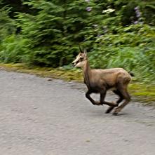 Kamzíča v Stratenskom kaňone