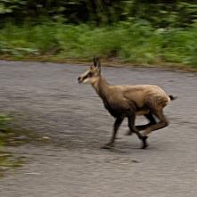 Kamzíča v Stratenskom kaňone