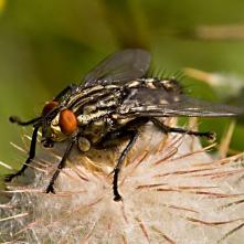 Mäsiarka obyčajná