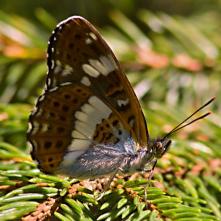 Bielopásovec zemolezový