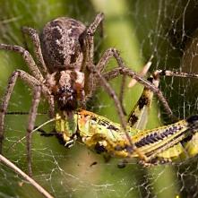 Strehúň s korisťou