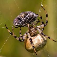 Križiak s korisťou