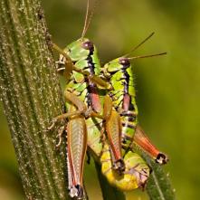 Koník vrchovský pri kopulácii