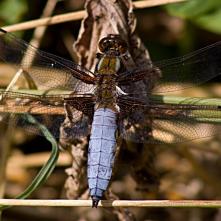Vážka ploská samček