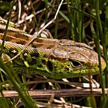 Jašterica krátkohlavá