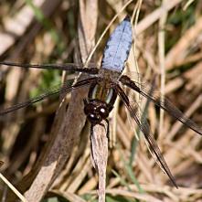Vážka ploská samček