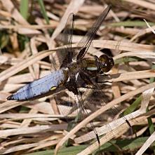 Vážka ploská samček