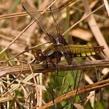 Vážka ploská samička
