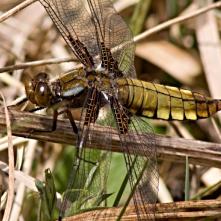 Vážka ploská samička