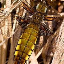 Vážka ploská samička