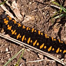 Húsenica jasoňa červenookého
