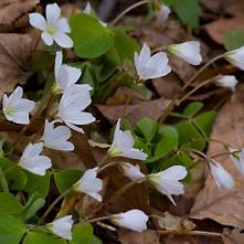 Kyslička obyčajná