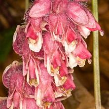 Zubovník šupinatý