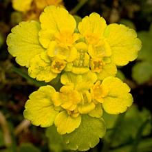 Slezinník striedavolistý