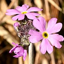 Prvosienka pomúčená