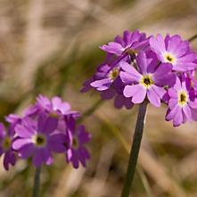 Prvosienka pomúčená