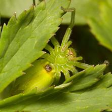 Osmoočko smaragdové